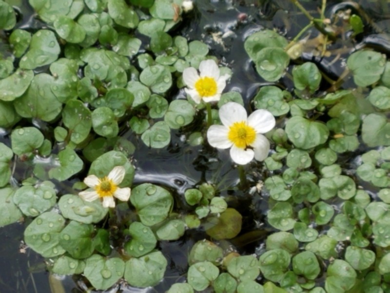 Frogbit Buttercup photo 2