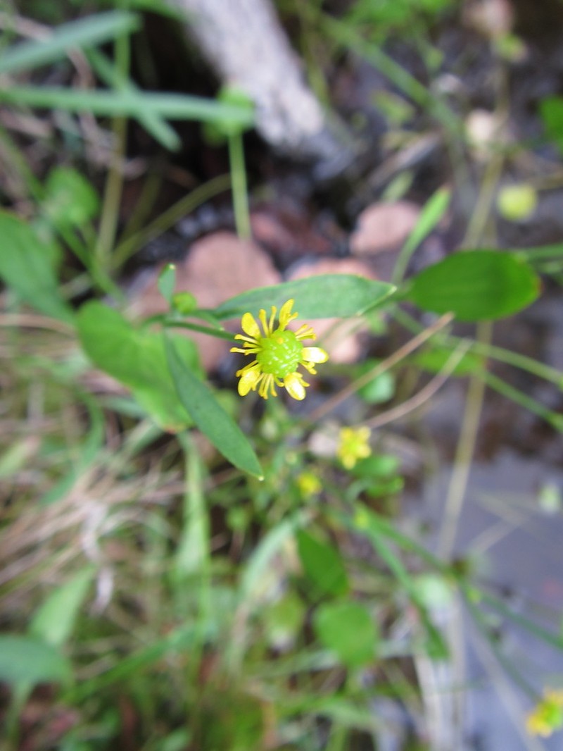 Frogbit Buttercup photo 3