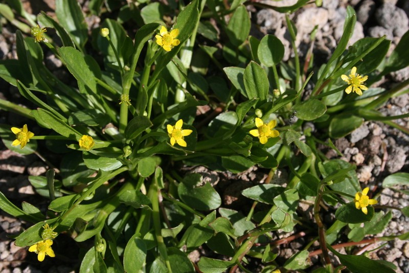 Frogbit Buttercup photo 4
