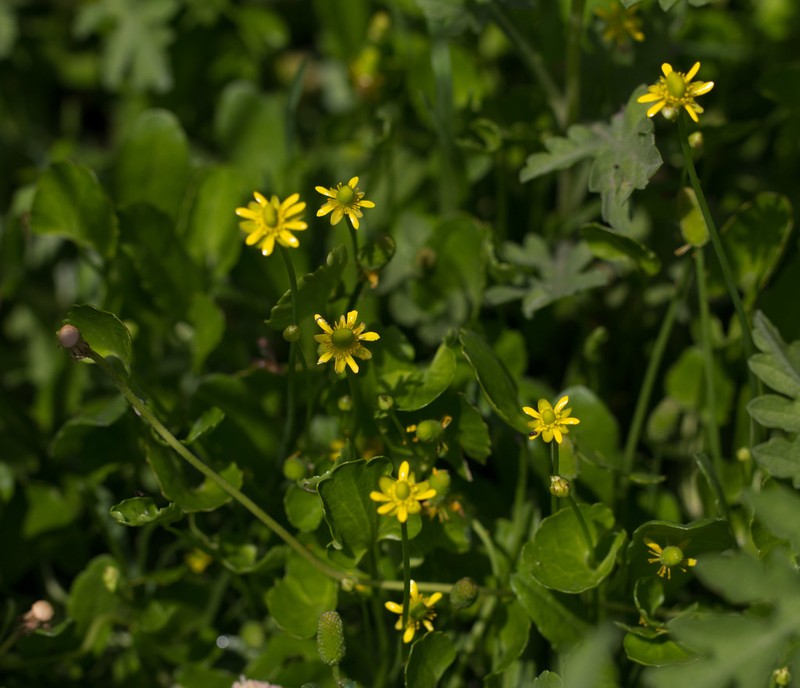Frogbit Buttercup photo 5