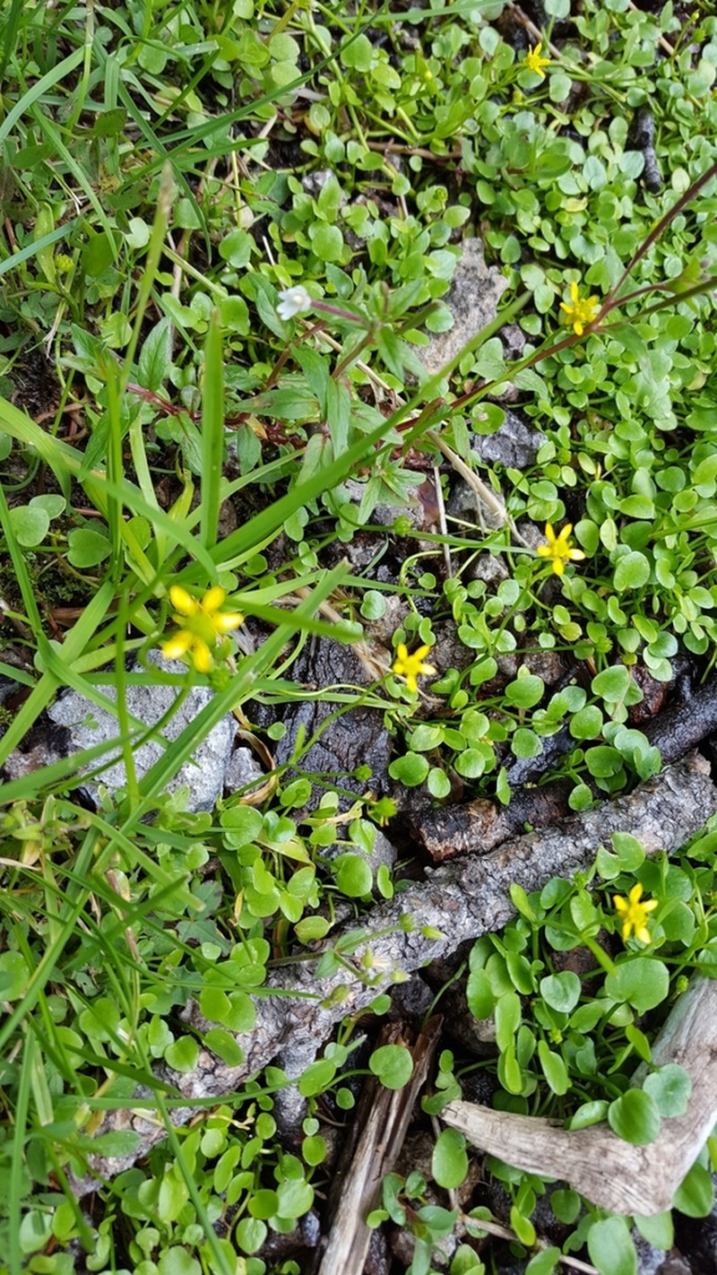 Frogbit Buttercup photo 6
