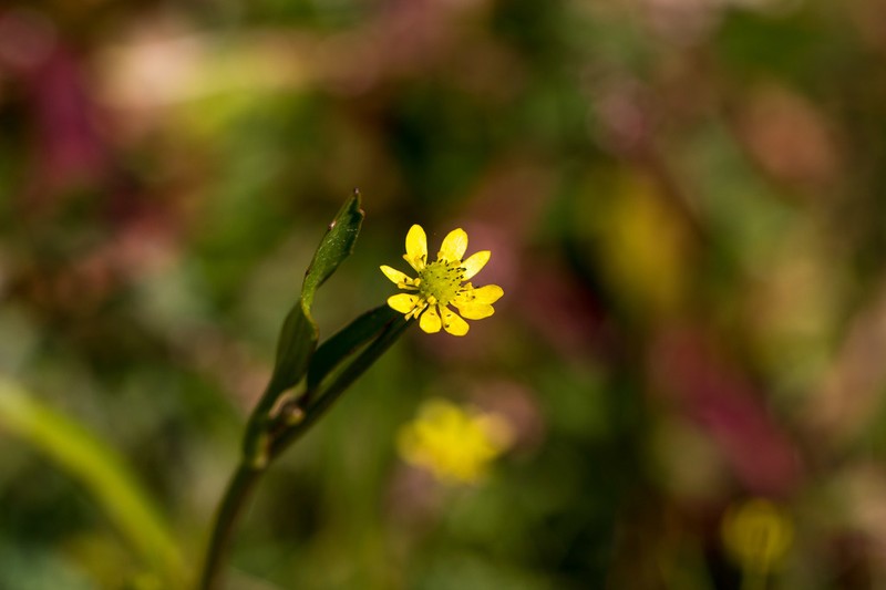 Frogbit Buttercup photo 7