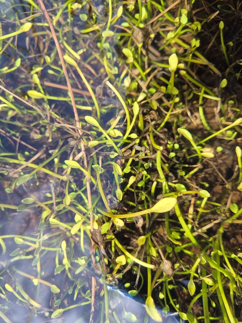 Ranunculus hydrophilus photo 2