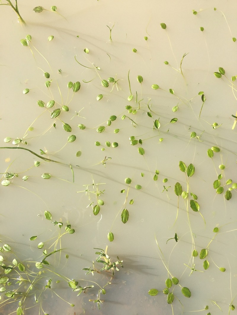 Ranunculus hydrophilus photo 4