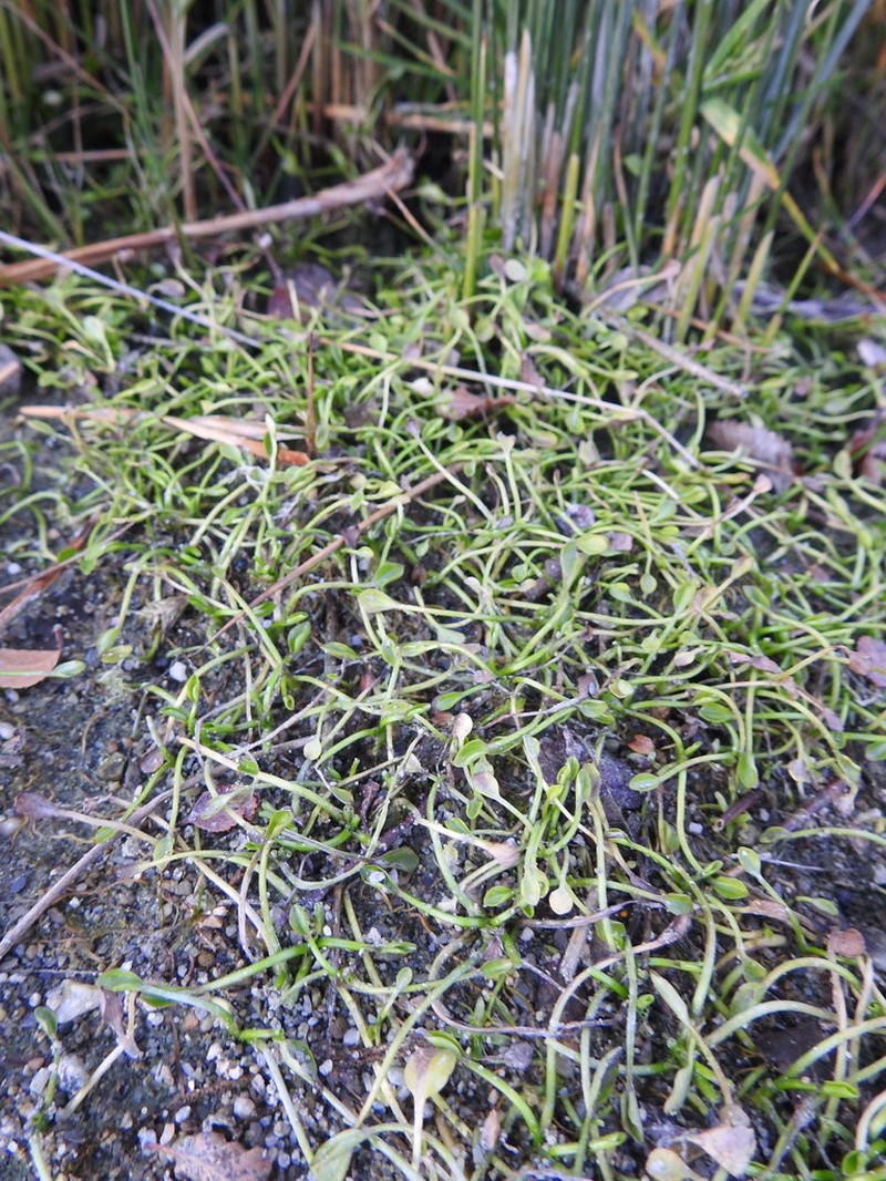 Ranunculus hydrophilus photo 5