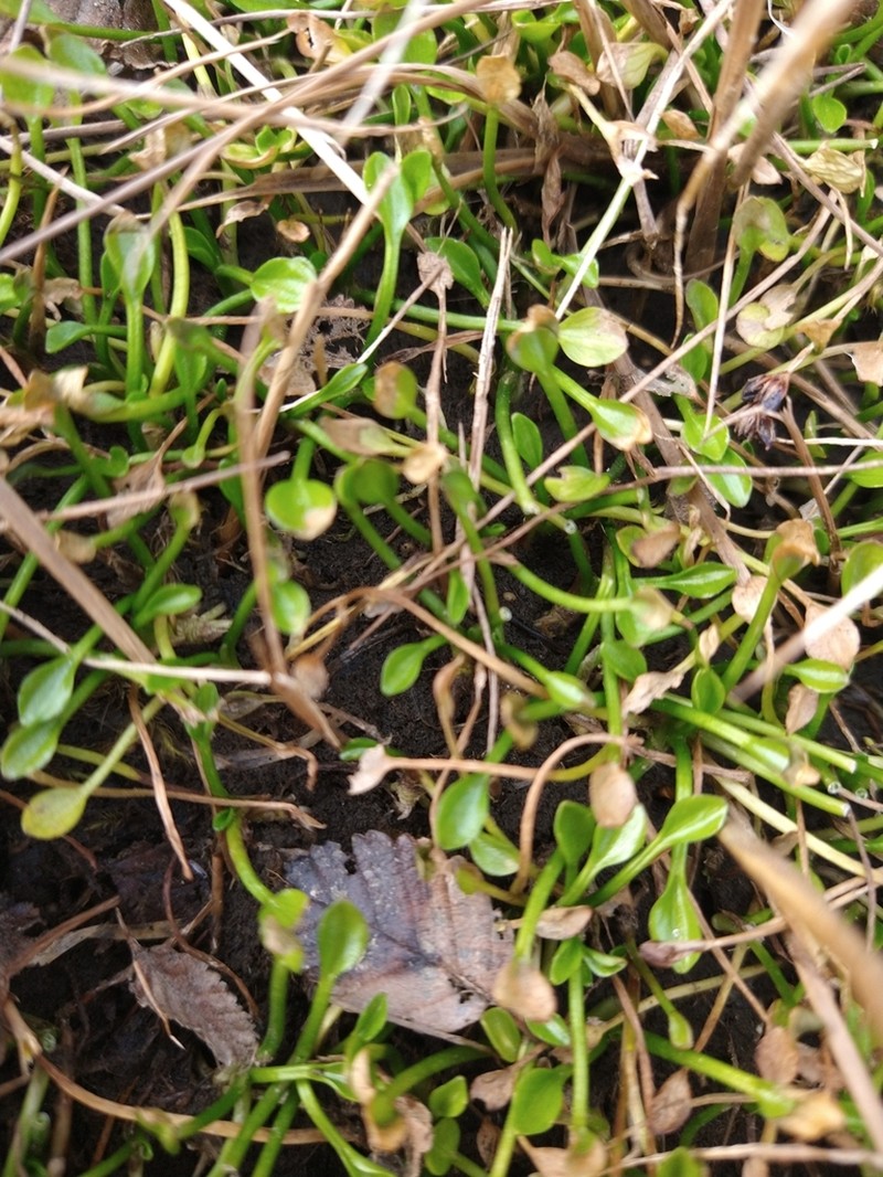Ranunculus hydrophilus photo 7