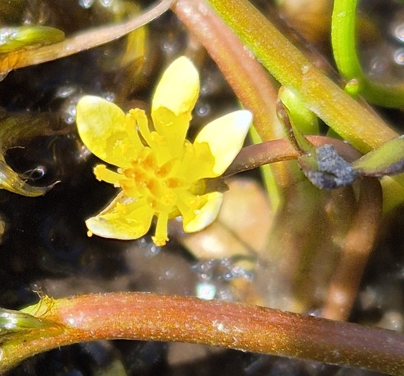 Ranunculus hydrophilus photo 8
