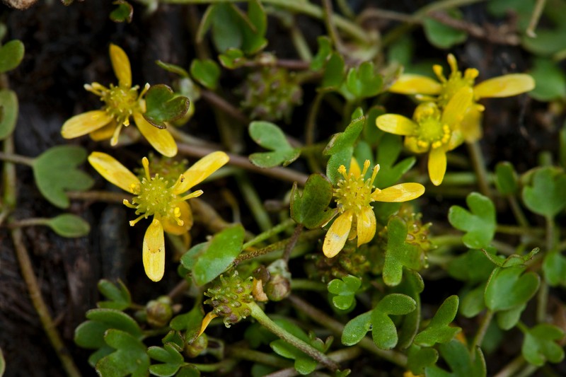 High Northern Buttercup photo 2