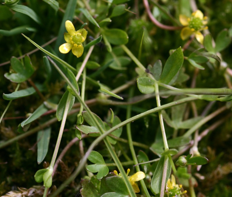 High Northern Buttercup photo 3