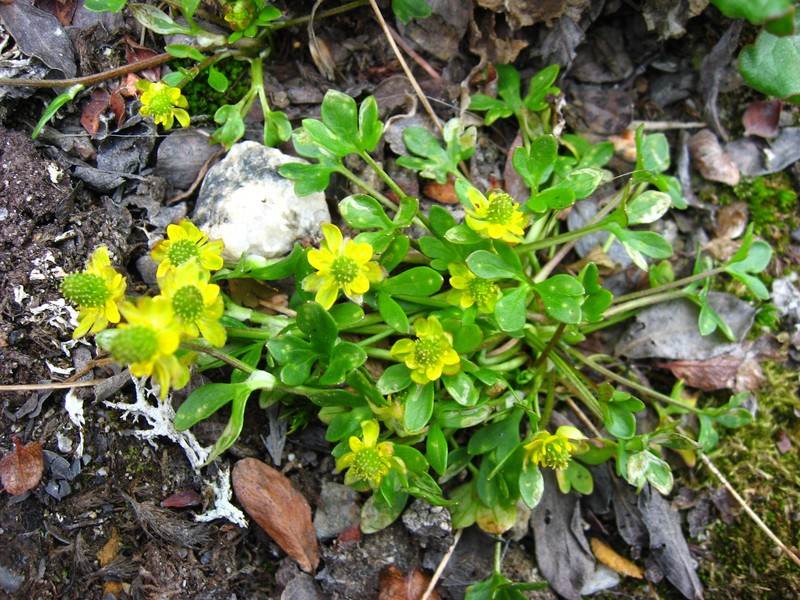 High Northern Buttercup