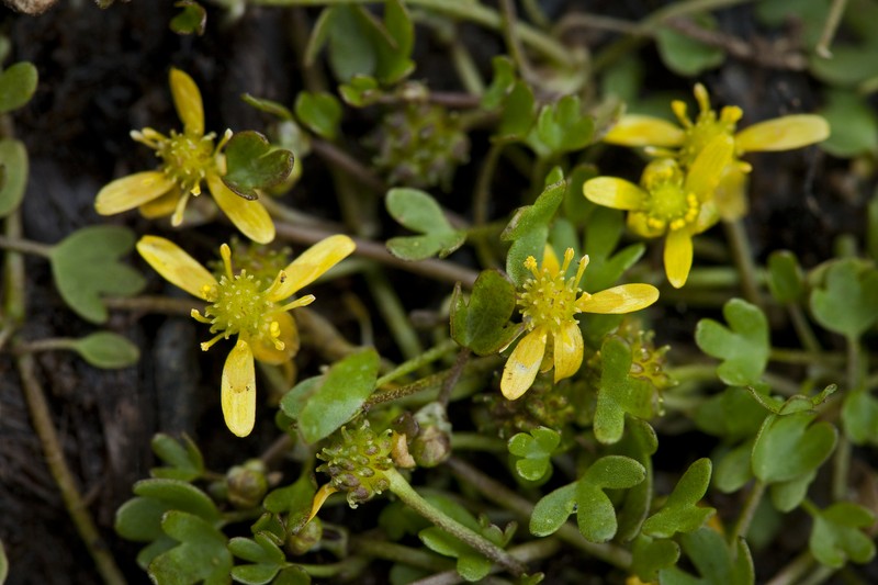 High Northern Buttercup photo 4