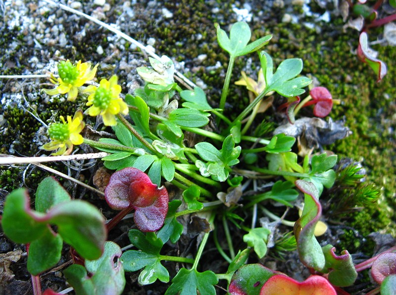 High Northern Buttercup photo 5