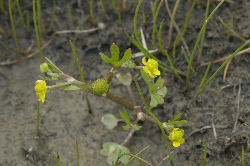 High Northern Buttercup photo 3