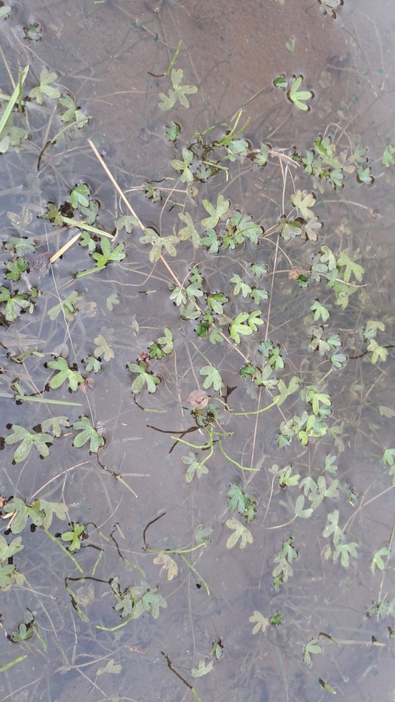 High Northern Buttercup photo 4