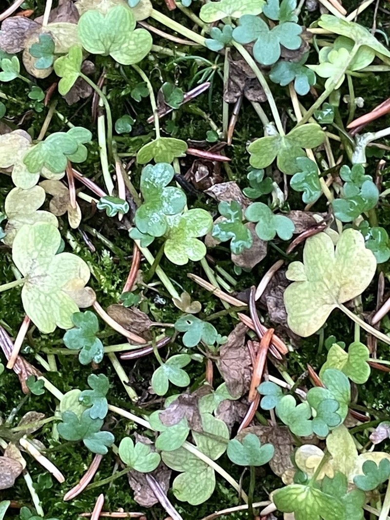 High Northern Buttercup photo 5