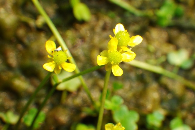 High Northern Buttercup photo 6