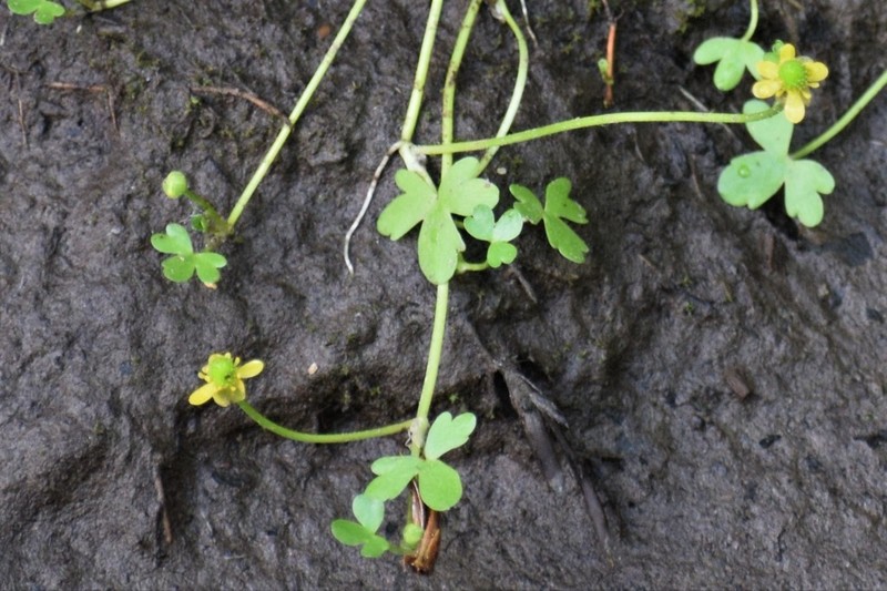 High Northern Buttercup photo 7
