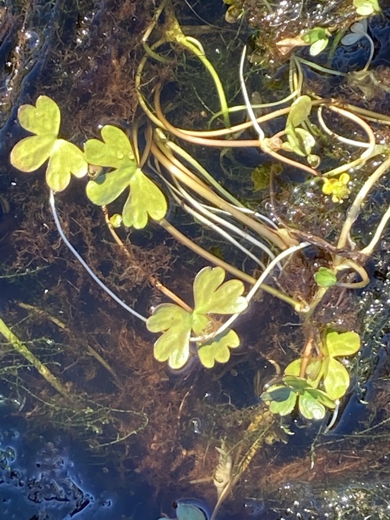 High Northern Buttercup photo 8