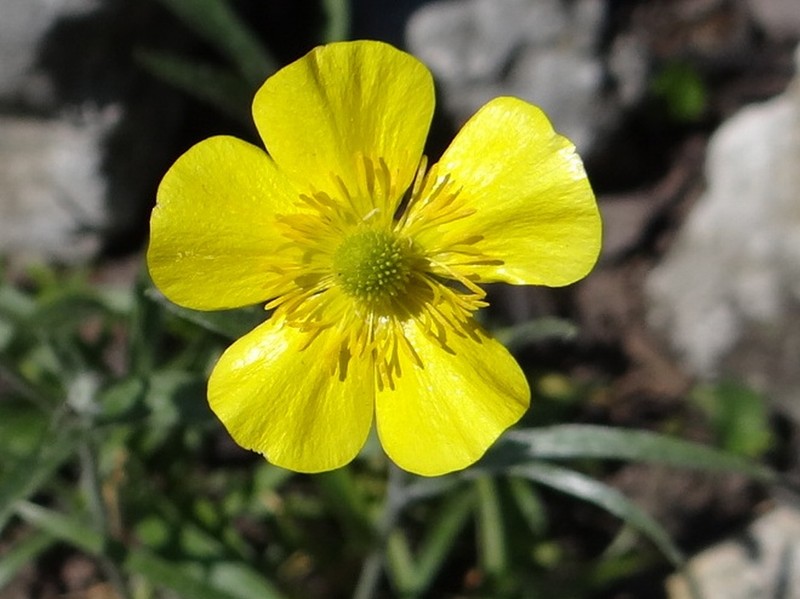 Ranunculus illyricus