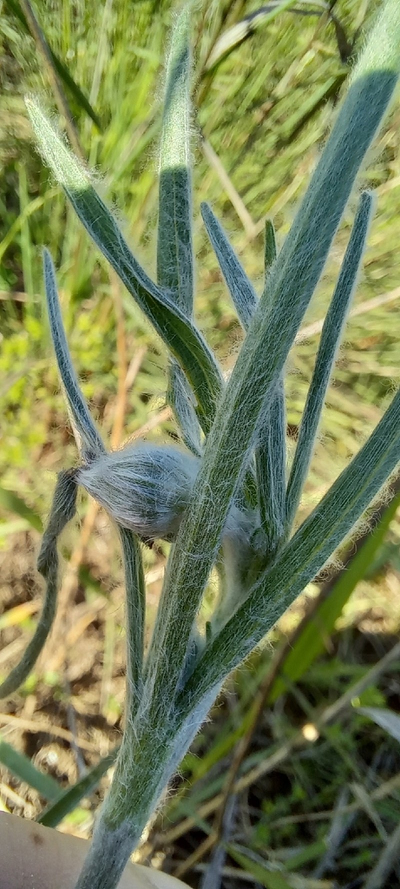 Ranunculus illyricus photo 2