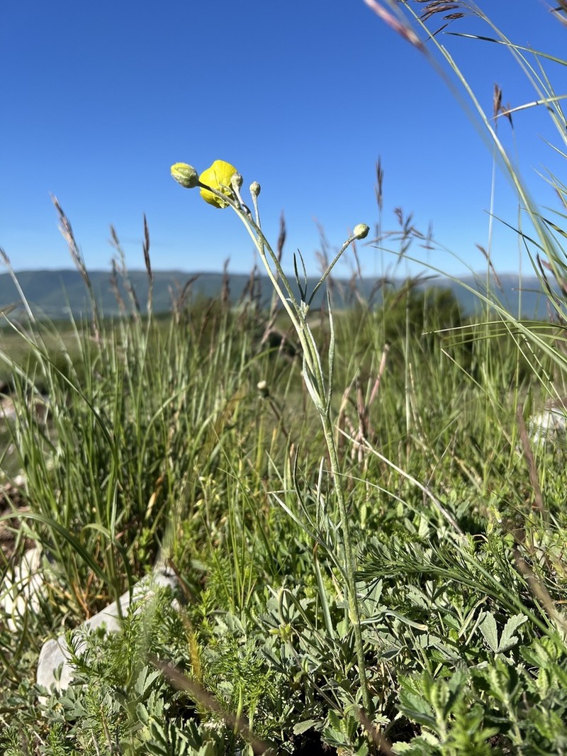 Ranunculus illyricus photo 3