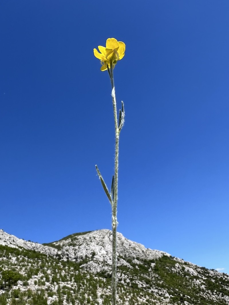 Ranunculus illyricus photo 4
