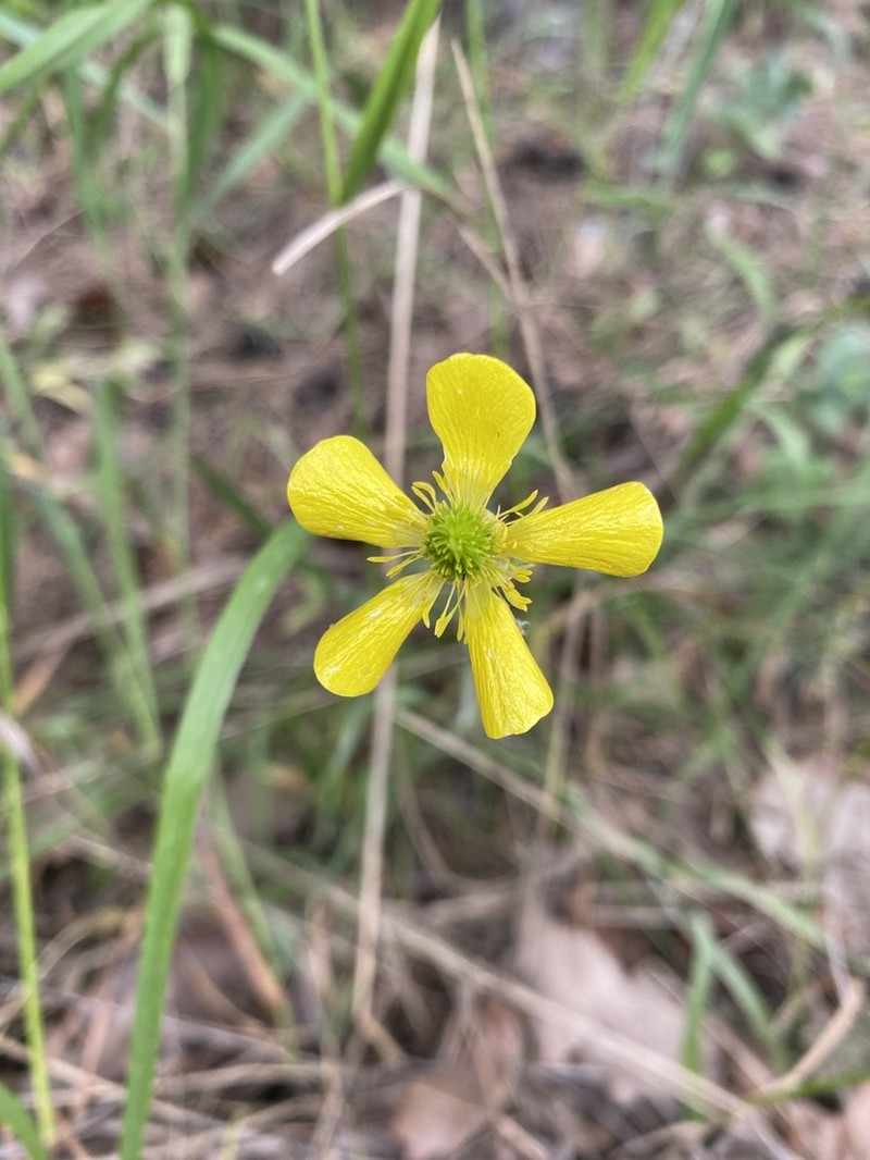 Ranunculus illyricus photo 5