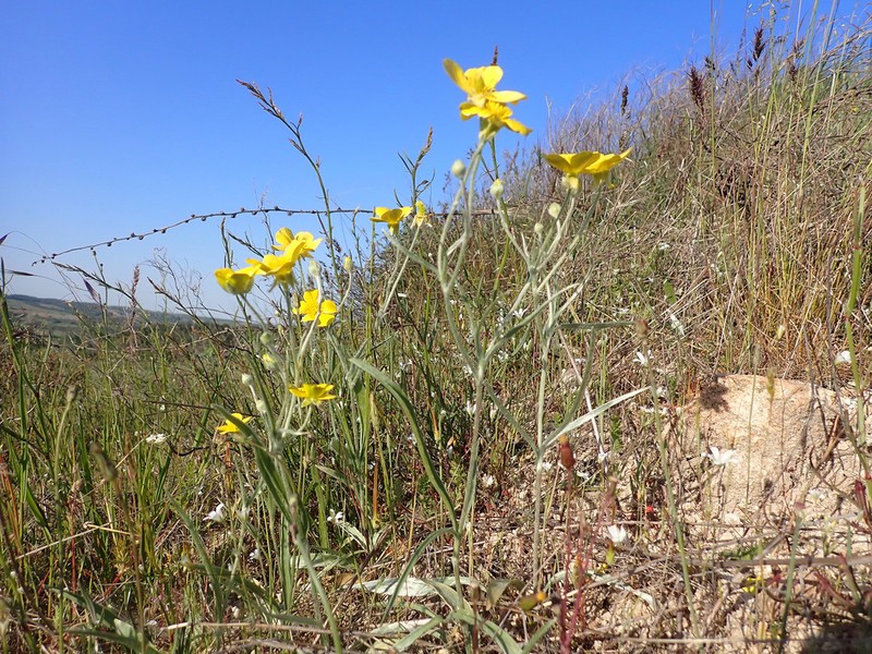 Ranunculus illyricus photo 6
