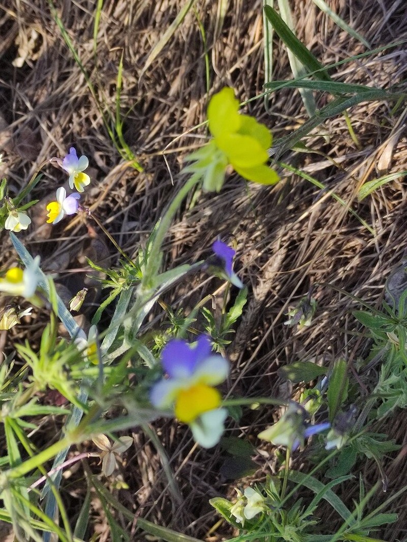 Ranunculus illyricus photo 7
