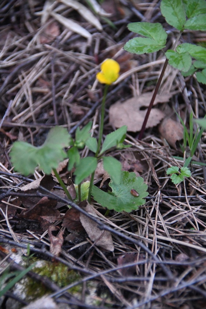 Ranunculus imitans