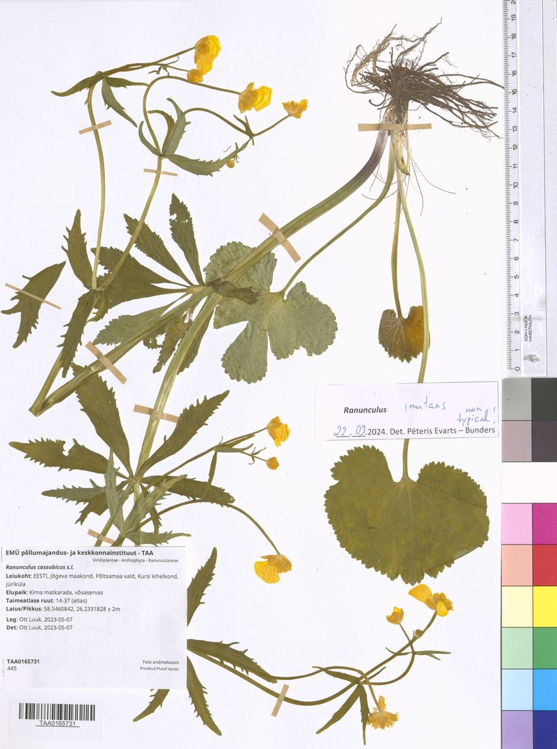 Ranunculus imitans photo 2