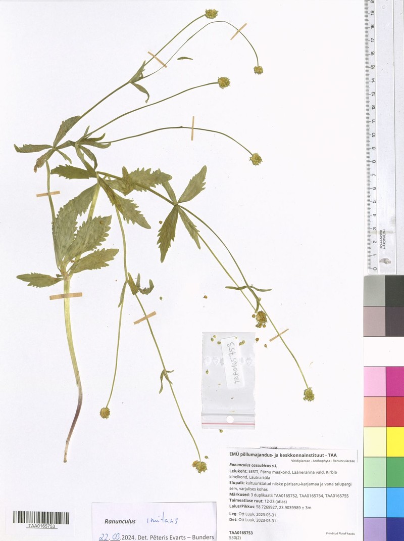 Ranunculus imitans photo 5