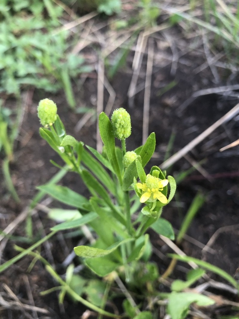 Graceful Buttercup