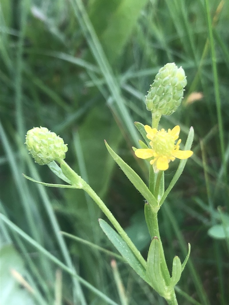 Graceful Buttercup photo 2