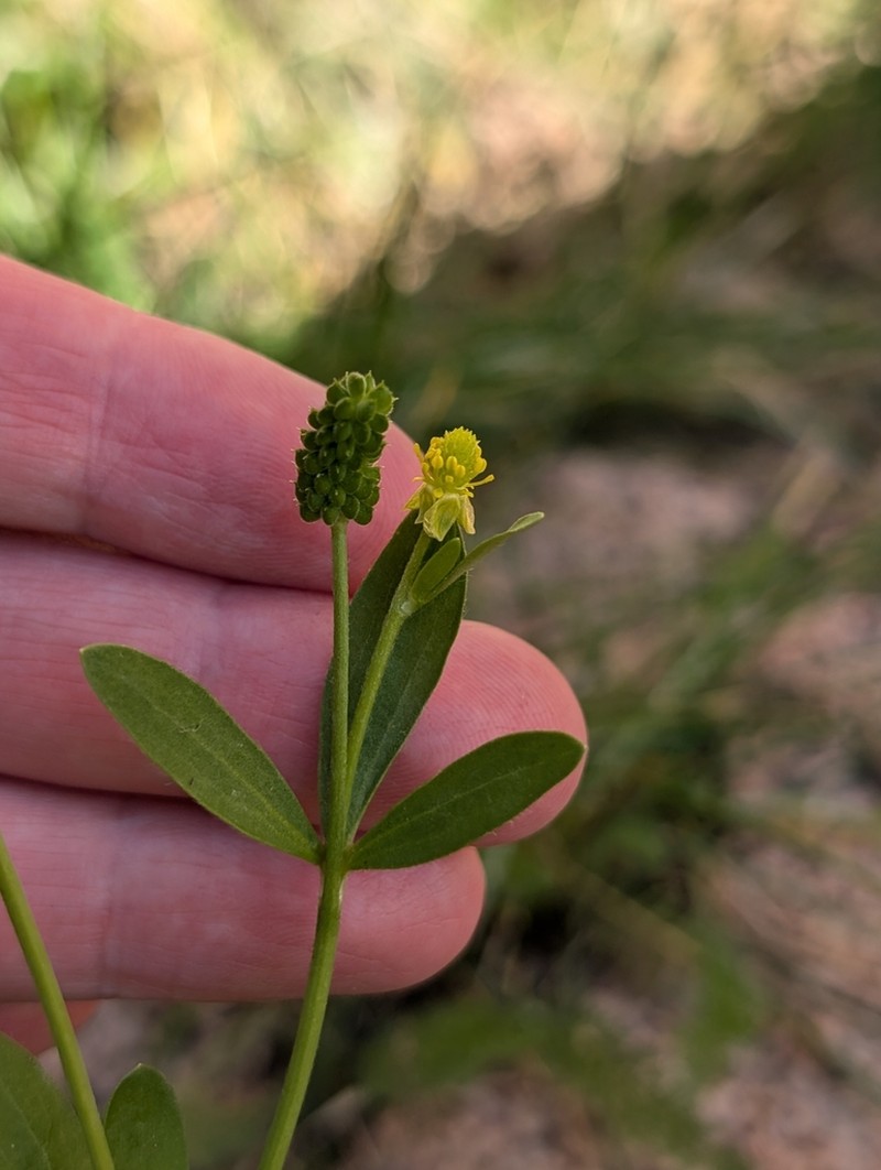 Graceful Buttercup photo 3
