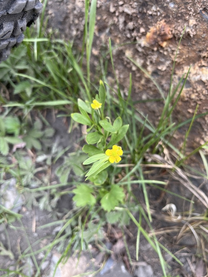Graceful Buttercup photo 6