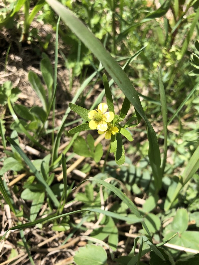 Graceful Buttercup photo 8