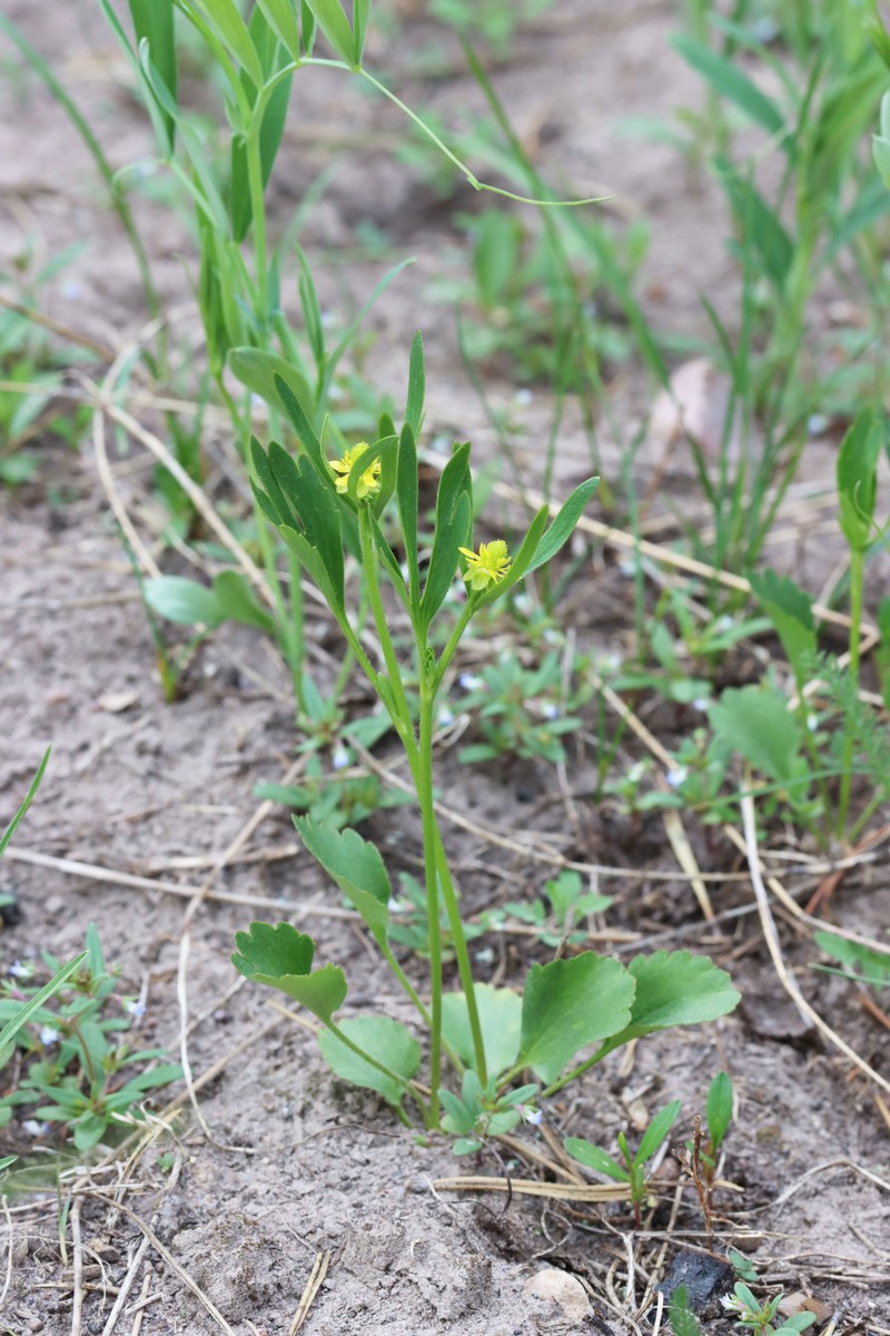 Ranunculus inamoenus var. inamoenus