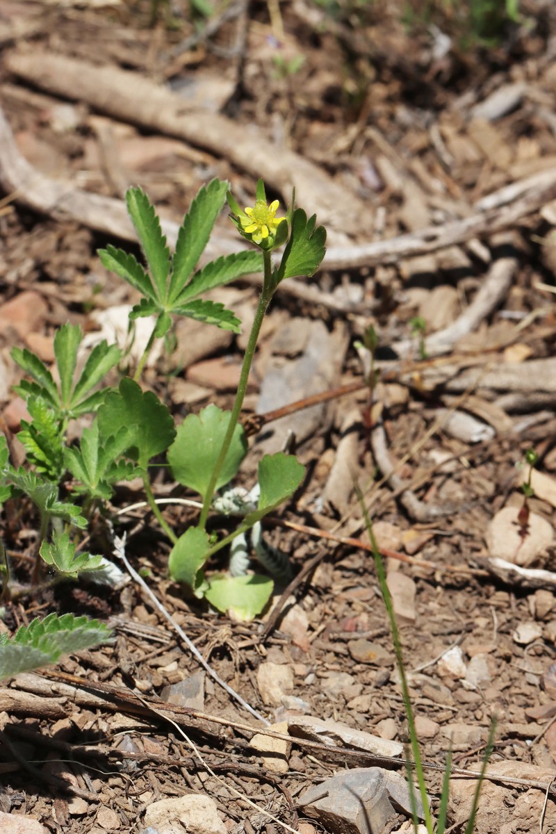 Ranunculus inamoenus var. inamoenus photo 2