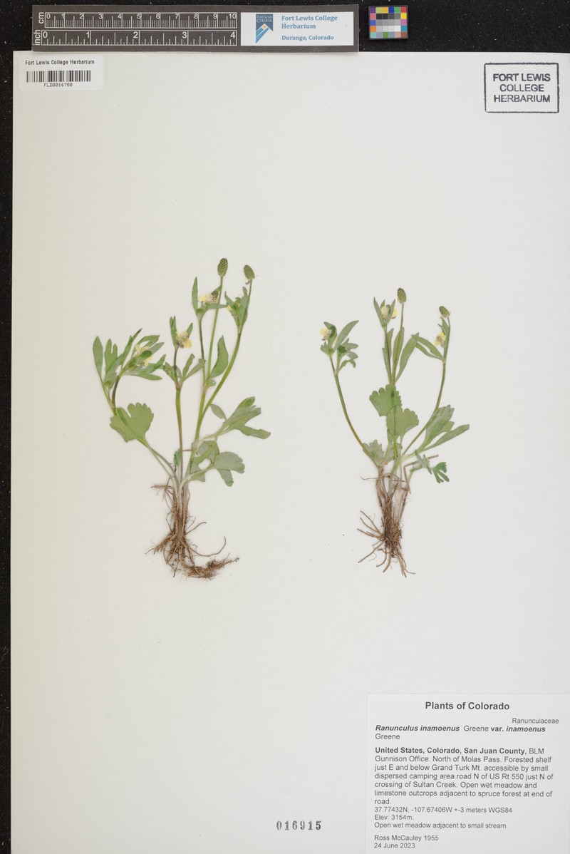 Ranunculus inamoenus var. inamoenus photo 3