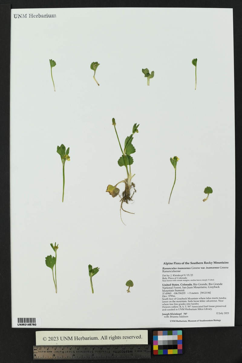 Ranunculus inamoenus var. inamoenus photo 4