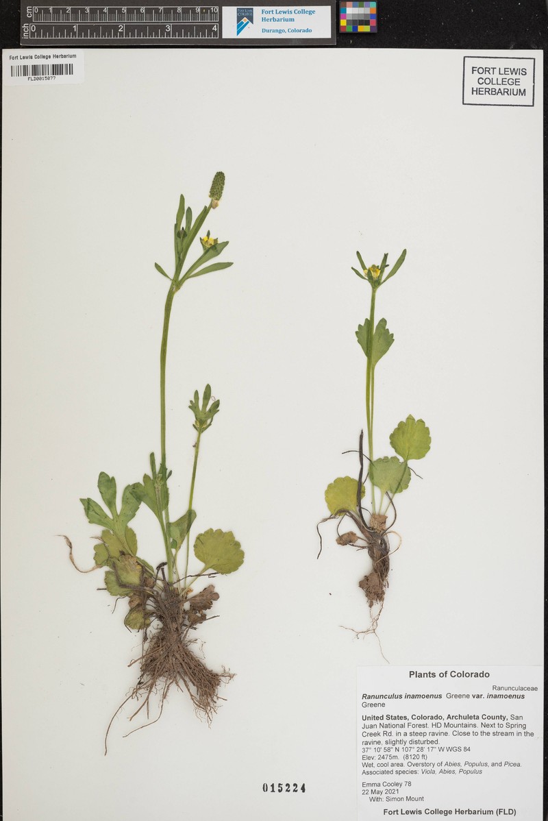 Ranunculus inamoenus var. inamoenus photo 5