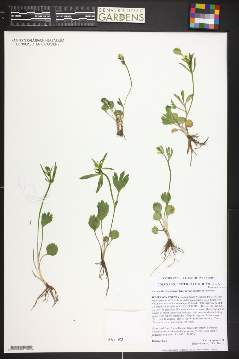 Ranunculus inamoenus var. inamoenus photo 6