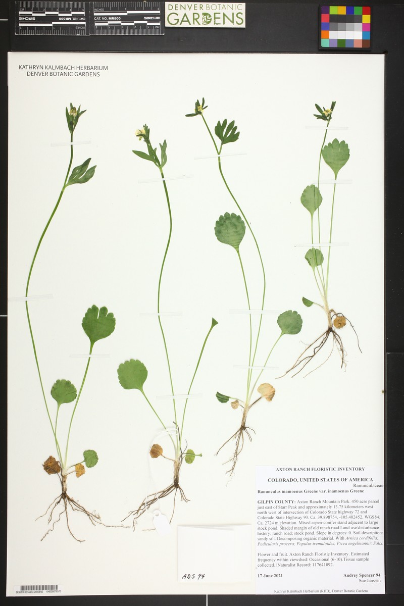 Ranunculus inamoenus var. inamoenus photo 7