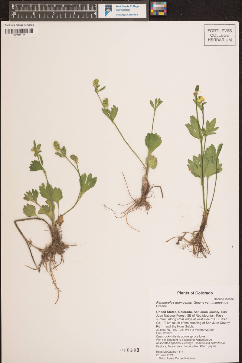 Ranunculus inamoenus var. inamoenus photo 8