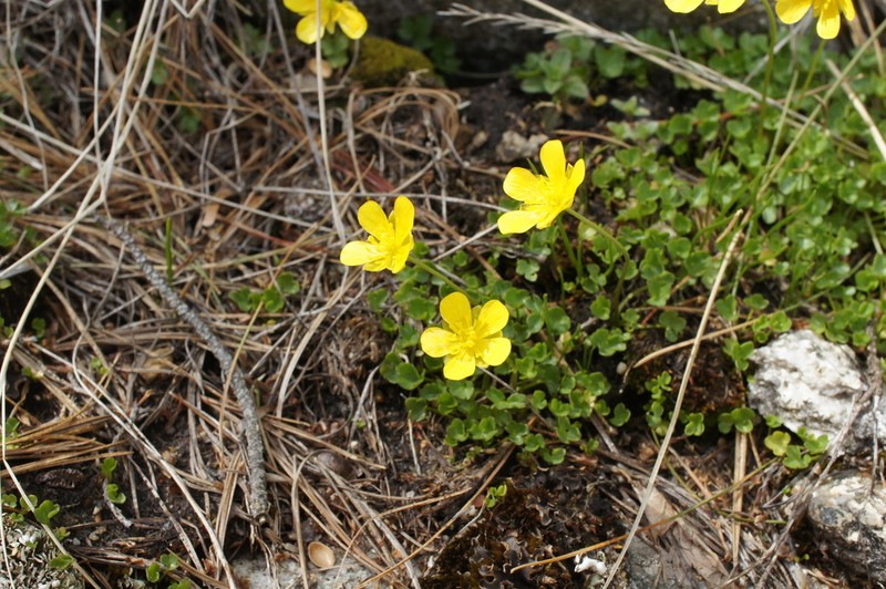 Ranunculus incomparabilis