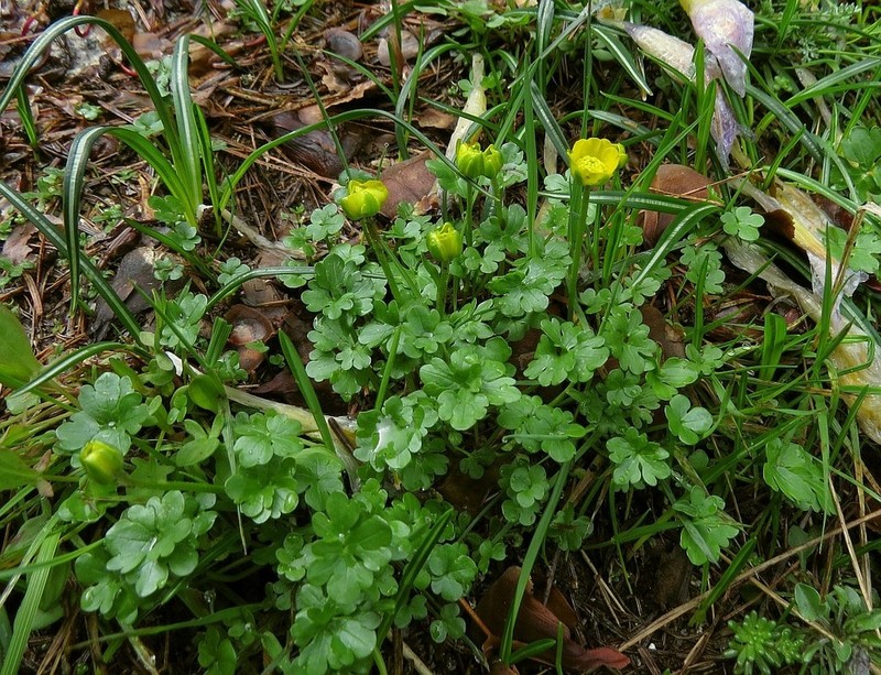 Ranunculus incomparabilis photo 2