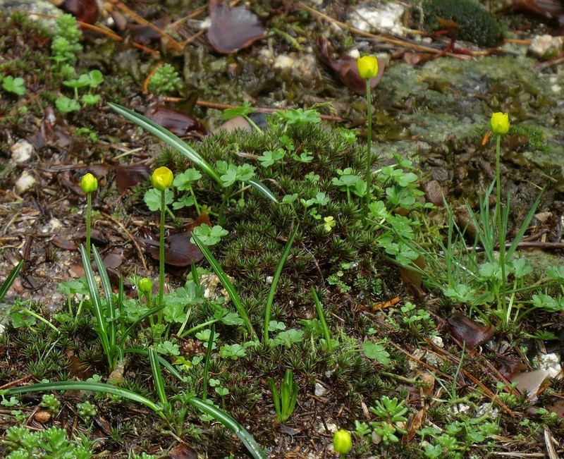 Ranunculus incomparabilis photo 3