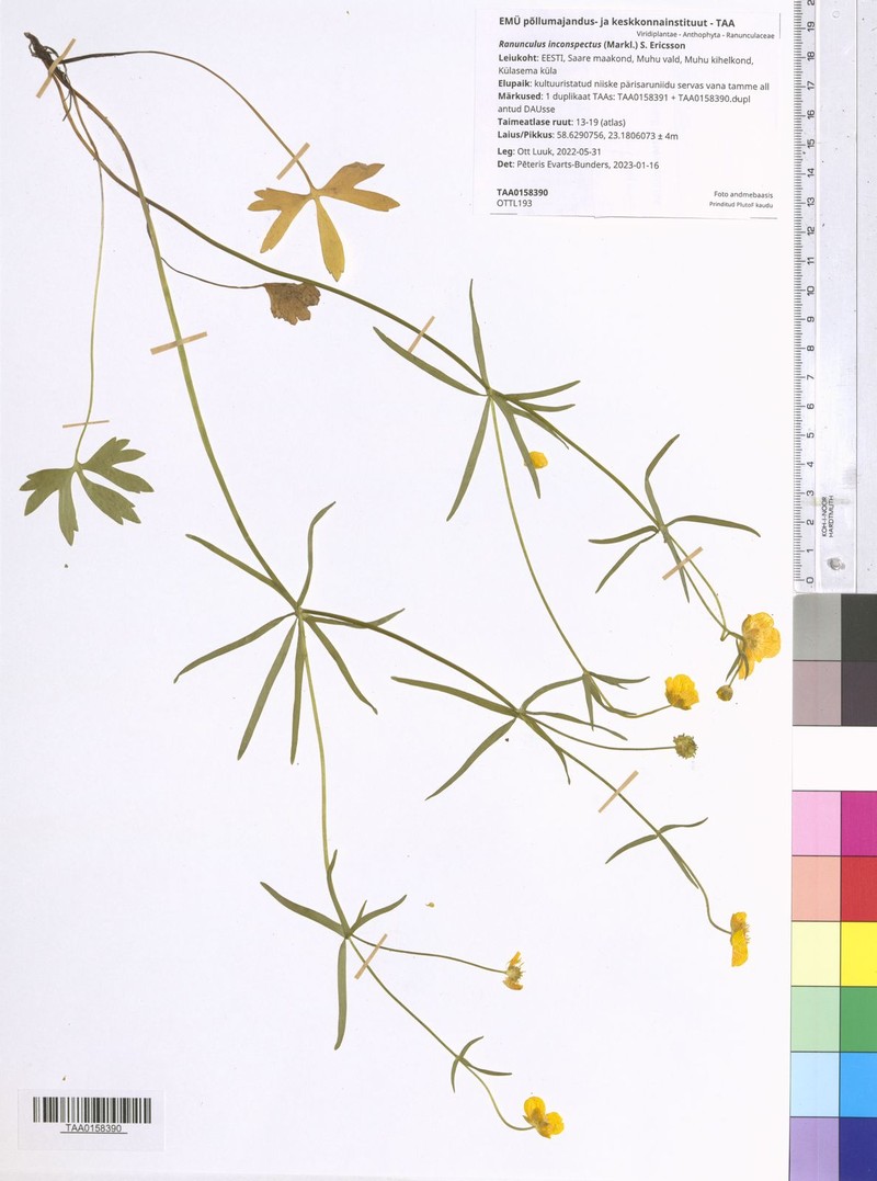 Ranunculus inconspectus