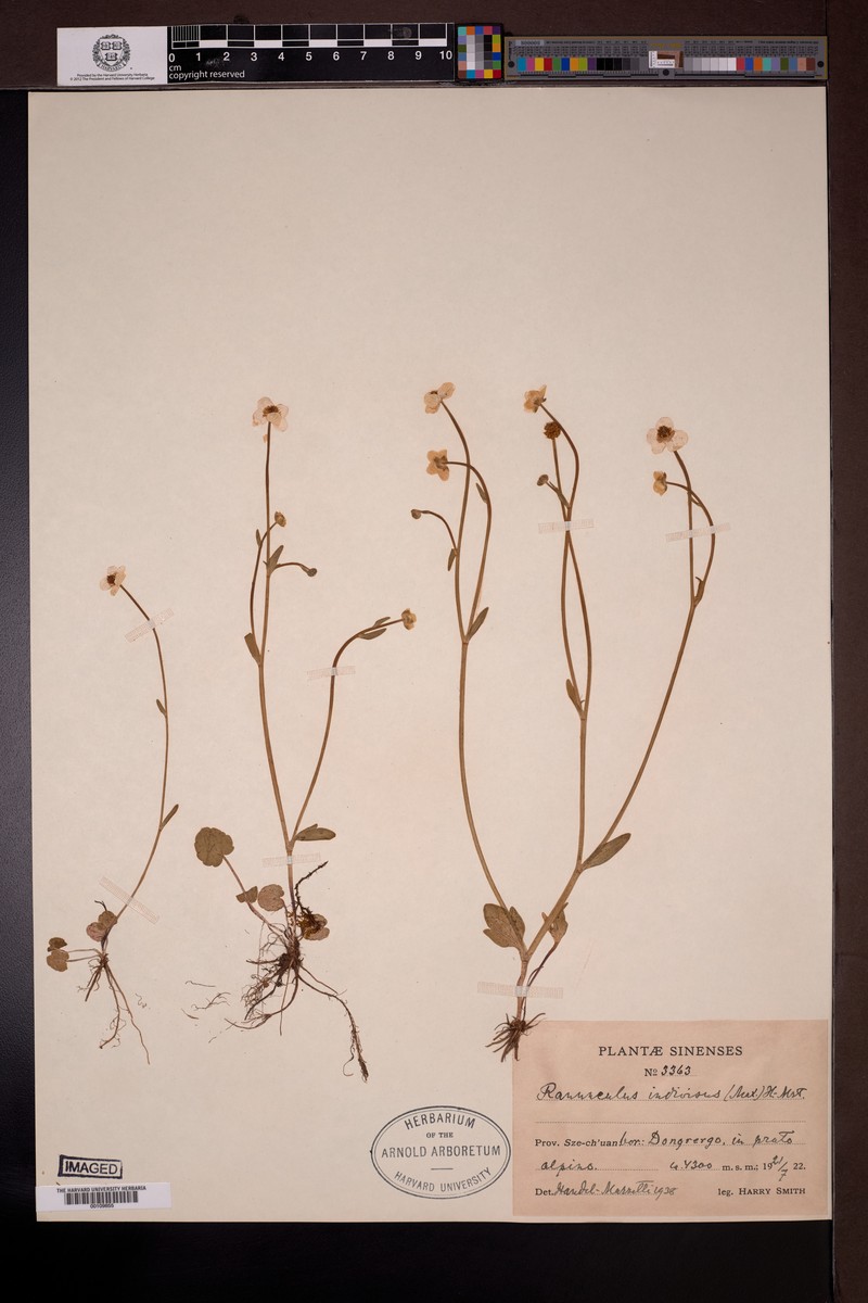 Ranunculus indivisus